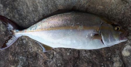 カンパチ！！！！！！！潮が低いからダメかと…