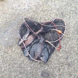 鯛！！！！グレ！！！！！