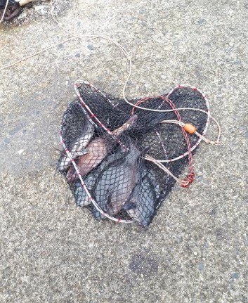 鯛！！！！グレ！！！！！