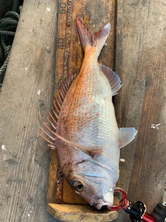 幸吉丸 釣果