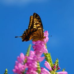 小菅トラウトガーデン 釣果