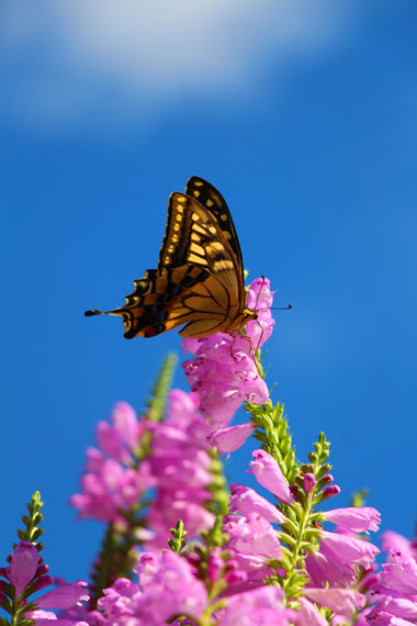 小菅トラウトガーデン 釣果
