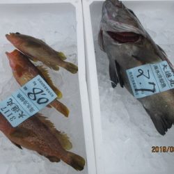 大進丸(新潟) 釣果