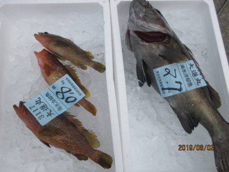 大進丸(新潟) 釣果