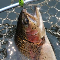 小菅トラウトガーデン 釣果