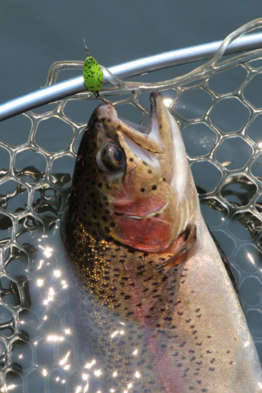 小菅トラウトガーデン 釣果