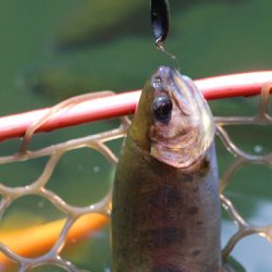 小菅トラウトガーデン 釣果