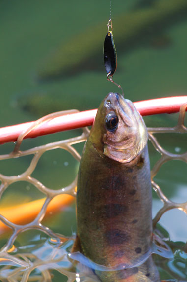 小菅トラウトガーデン 釣果