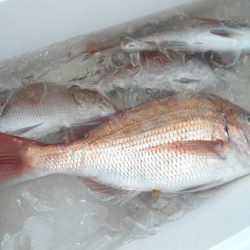 こうゆう丸 釣果