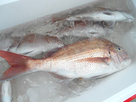 こうゆう丸 釣果