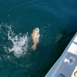遊漁船 ニライカナイ 釣果