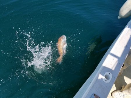 遊漁船 ニライカナイ 釣果