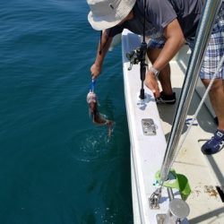 遊漁船 ニライカナイ 釣果