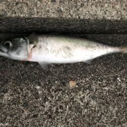 ジャックアイグロッキーは一軍入り決定！！【ハヤブサ（Hayabusa）　ジャックアイグロッキー　インプレッション】