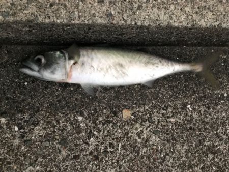 ジャックアイグロッキーは一軍入り決定！！【ハヤブサ（Hayabusa）　ジャックアイグロッキー　インプレッション】