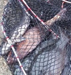 鯛！！！！グレ！！！！！