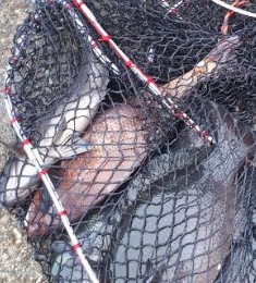 鯛！！！！グレ！！！！！