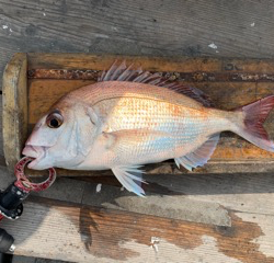 幸吉丸 釣果