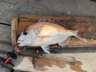 幸吉丸 釣果