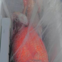 遊漁船 新鋭丸 釣果