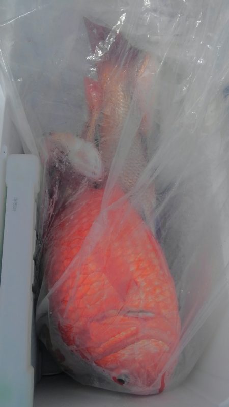 遊漁船 新鋭丸 釣果