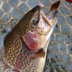 小菅トラウトガーデン 釣果