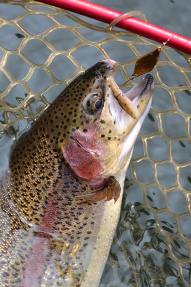 小菅トラウトガーデン 釣果