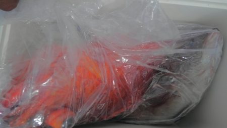 遊漁船 新鋭丸 釣果