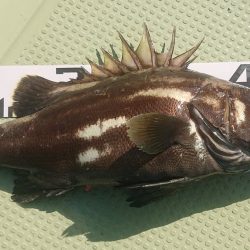 気仙沼　つり丸 釣果