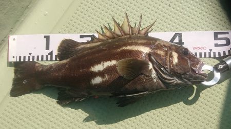 気仙沼　つり丸 釣果