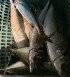 愛海丸 釣果