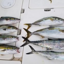 暁〜akatsuki〜 釣果