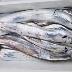 暁〜akatsuki〜 釣果