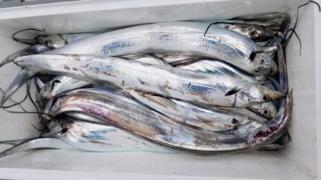 暁〜akatsuki〜 釣果