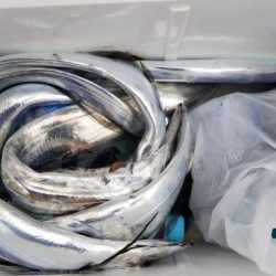 暁〜akatsuki〜 釣果