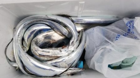 暁〜akatsuki〜 釣果