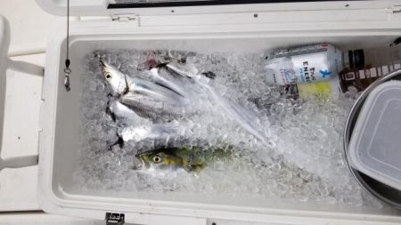 暁〜akatsuki〜 釣果