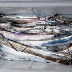 暁〜akatsuki〜 釣果