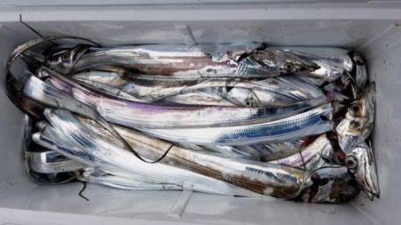 暁〜akatsuki〜 釣果