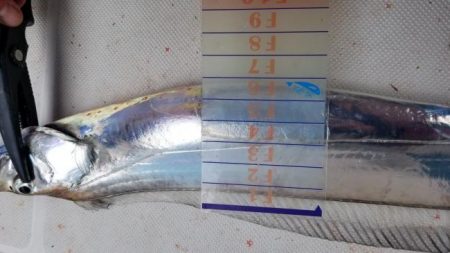 暁〜akatsuki〜 釣果