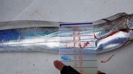 暁〜akatsuki〜 釣果