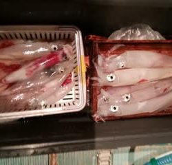 松福丸 釣果
