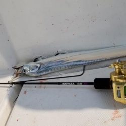 暁〜akatsuki〜 釣果