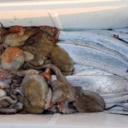 暁〜akatsuki〜 釣果