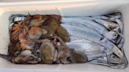 暁〜akatsuki〜 釣果