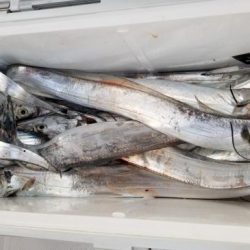 暁〜akatsuki〜 釣果