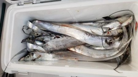 暁〜akatsuki〜 釣果