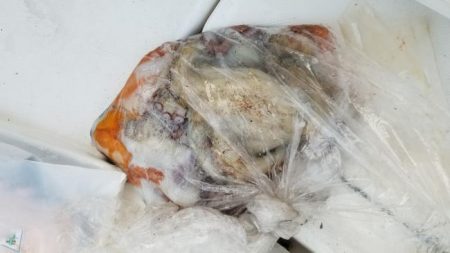 暁〜akatsuki〜 釣果