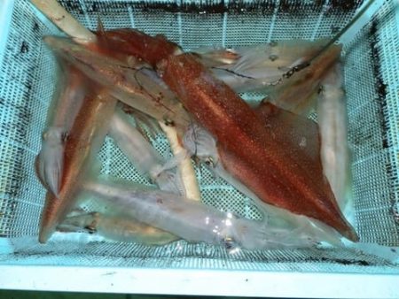 第二むつ漁丸 釣果