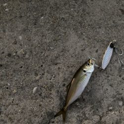 ジャックアイグロッキーの感動的なウォブリングは必見！【ハヤブサ（Hayabusa）　ジャックアイグロッキー　インプレッション】